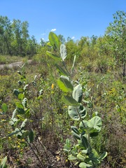 Asclepias speciosa