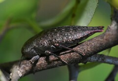 Dicercini