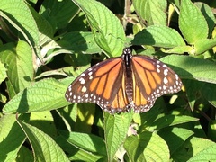 Danaus plexippus