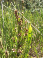 Baccharis trimera