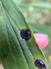 Asteromyia euthamiae