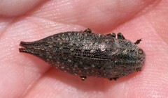 Dicercini