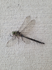 Aeshna umbrosa