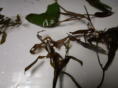 Potamogeton gramineus