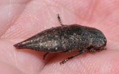 Dicercini