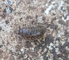 Holoverticata