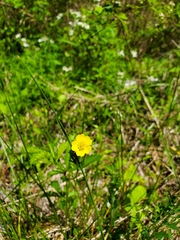 Potentilla simplex