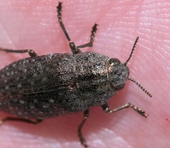 Dicercini