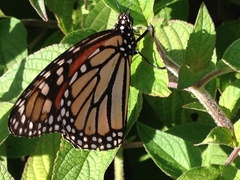 Danaus plexippus
