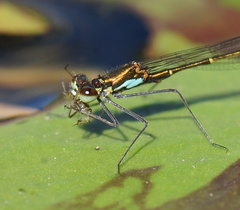 Austrocnemis splendida