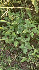 Physalis cinerascens