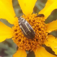 Acmaeodera scalaris