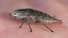 Dicercini