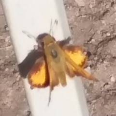 Hylephila phyleus