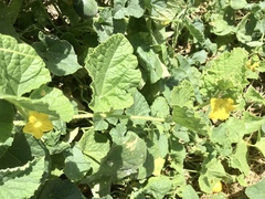 Cucumis melo