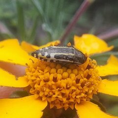 Acmaeodera scalaris