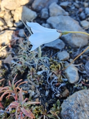 Wahlenbergia albomarginata