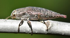 Dicercini