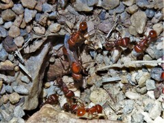 Pogonomyrmex barbatus