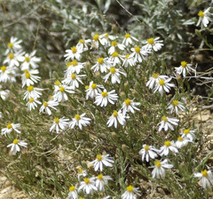 Chaetopappa ericoides