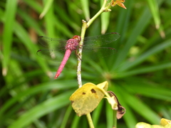 Orthemis discolor