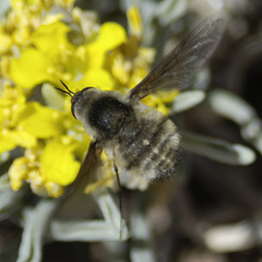 Bombyliini