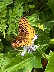 Boloria bellona