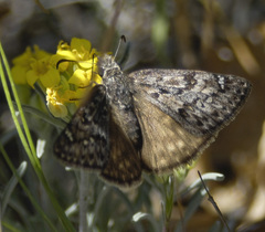 Erynnis telemachus