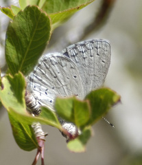 Celastrina echo cinerea