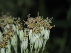 Arnoglossum atriplicifolium