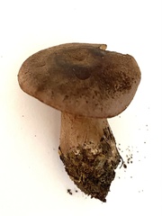 Lactarius quietus
