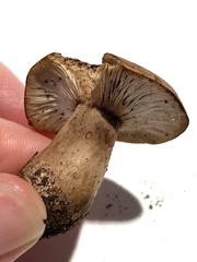 Lactarius quietus