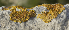 Xanthoria