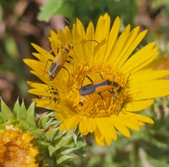 Chauliognathus basalis