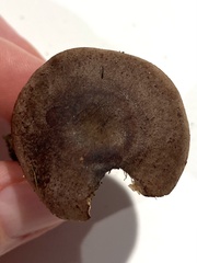Lactarius quietus