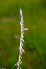 Bouteloua curtipendula