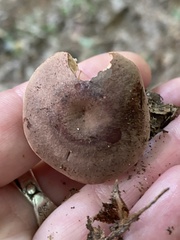 Lactarius quietus