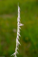 Bouteloua curtipendula