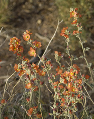 Sphaeralcea ambigua