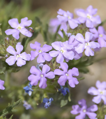 Glandularia gooddingii