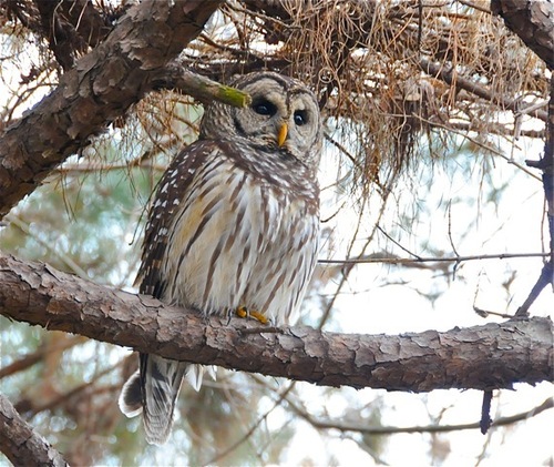 Barred Owl photographed in Georgia