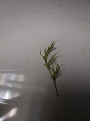 Najas flexilis