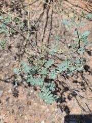 Dalea lanata