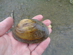 Ortmanniana ligamentina