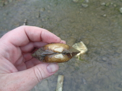 Ortmanniana ligamentina