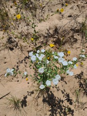 Euploca convolvulacea