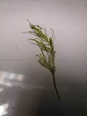 Najas flexilis