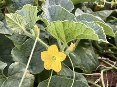 Cucumis melo
