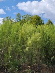 Baccharis salicina