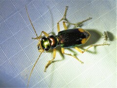 Tetracha carolina